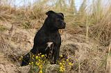 STAFFIE 327